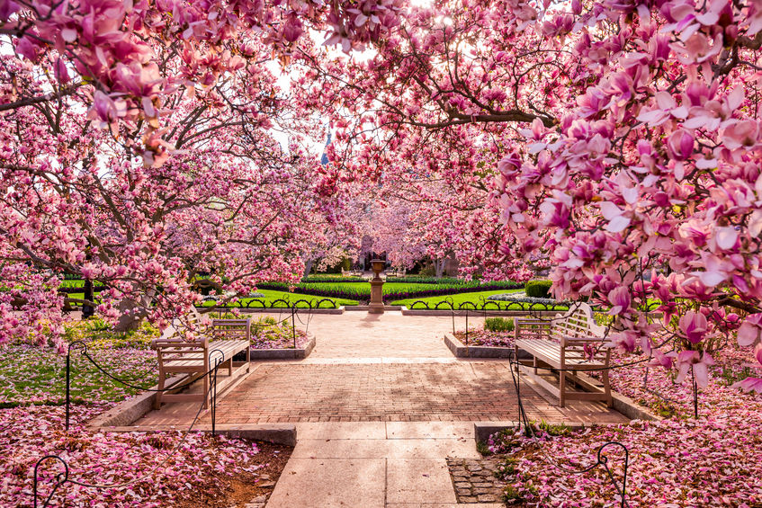 Washington DC in the Springtime