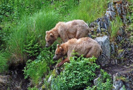 Kodiak Bears in Alaska