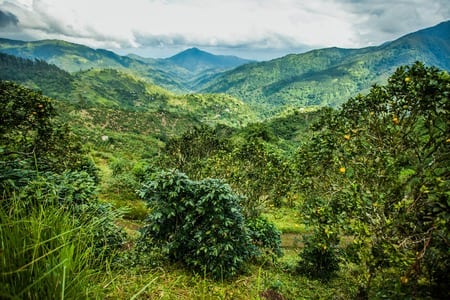 Blue Mountains in Jamaica