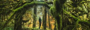 Hoh Rain Forest in Olympic National Park