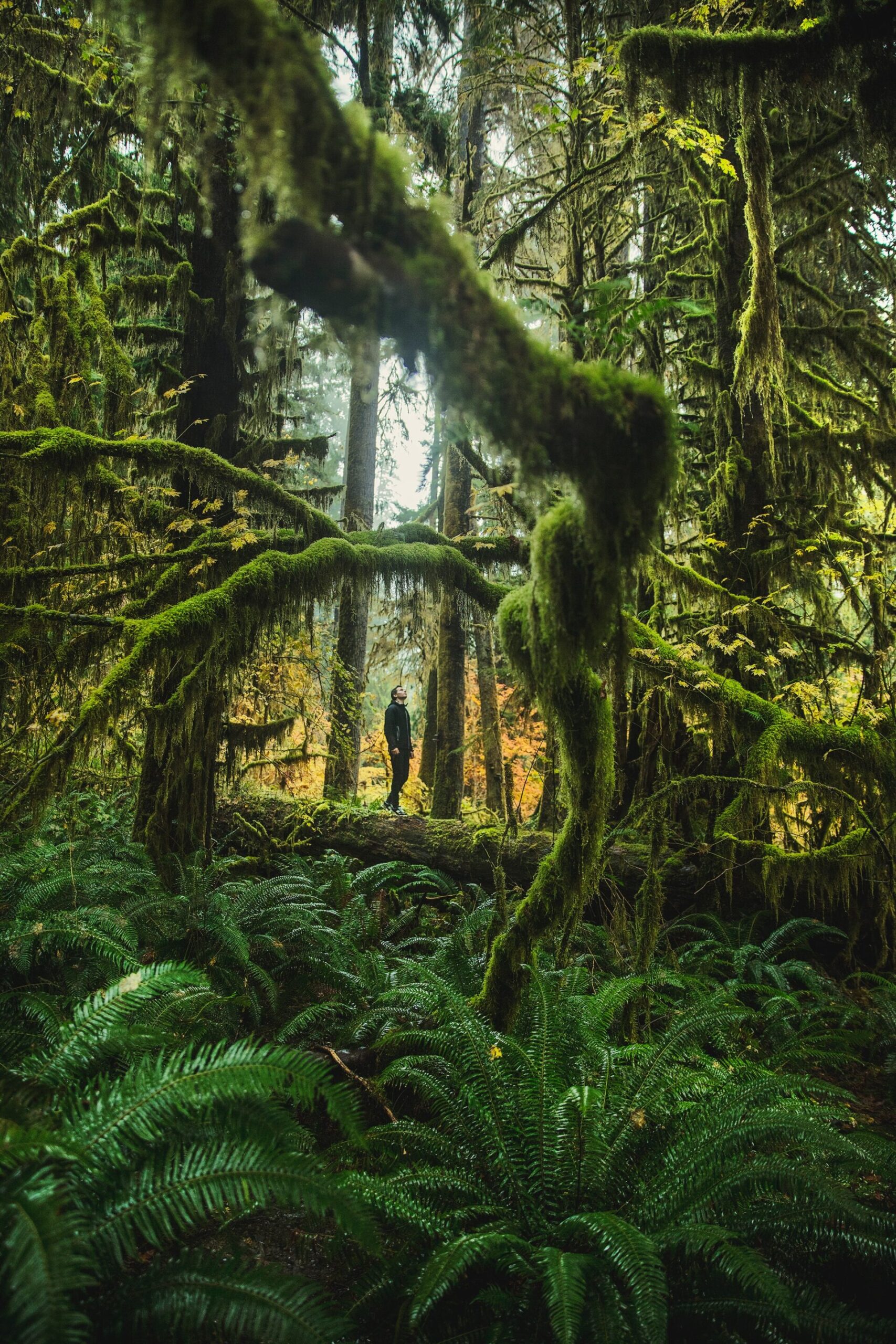 Hoh Rain Forest in Olympic National Park